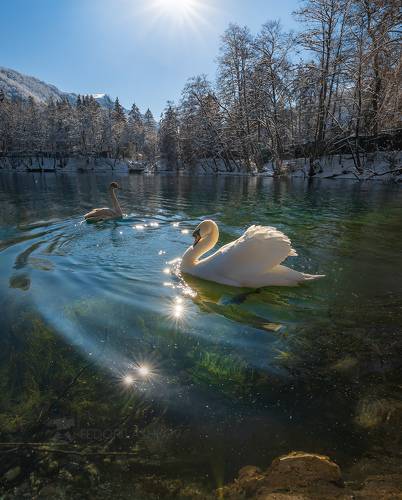 Лебеди на Голубом озере