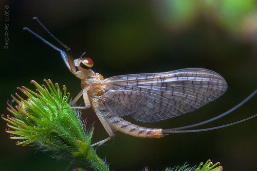 Mayfly (Ephemeroptera)