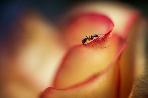 Дружба муравья и цветка