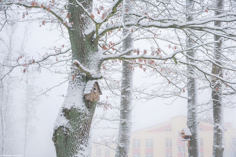 природа, зима, лес, пейзаж Дуб примерил зимние одеждыphoto preview