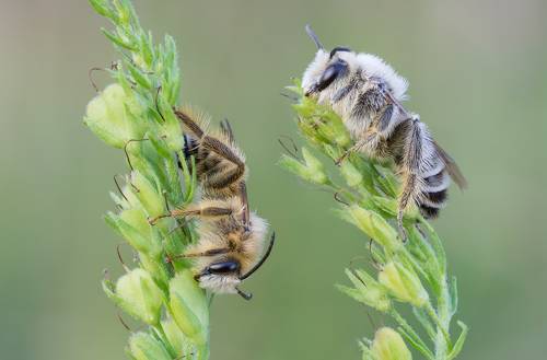 Hairy Legged Mining Bee (Dasypoda hirtipes)
