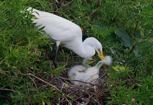 Great Egret. Feeding Time -Большая белая цапля