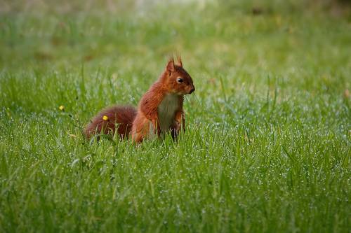Red squirrel in grass