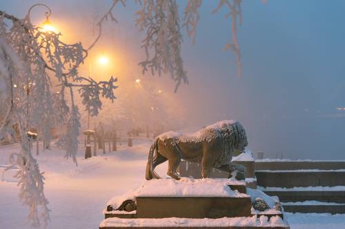 прогулка снежного льва...