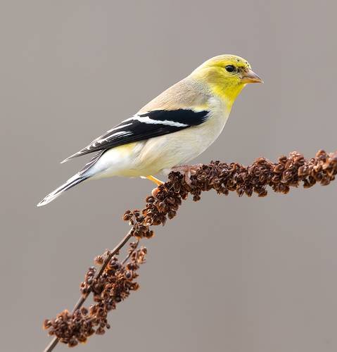 American Goldfinch -Американский чиж