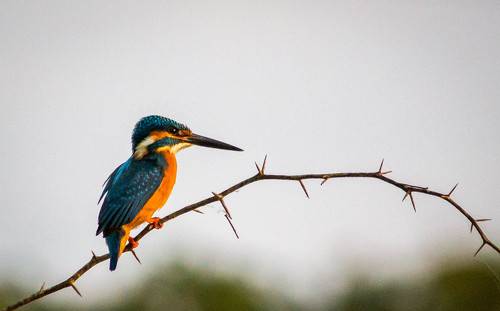 Portraits of a Common Kingfisher Bird