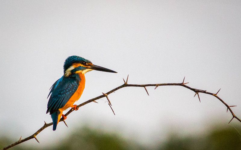 birds, 35awards, portraits, habitat, moments Portraits of a Common Kingfisher Birdphoto preview
