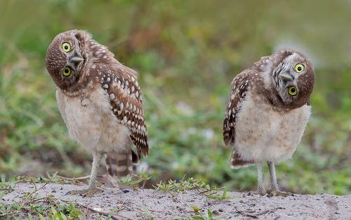 Cычики - Burrowing Owls