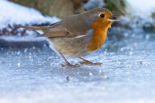 Robin on ice