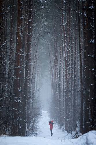 зимняя прогулка в лесу