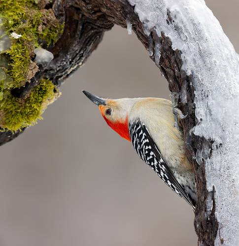 Red-bellied Woodpecker, male - Cамец. Каролинский меланерпес