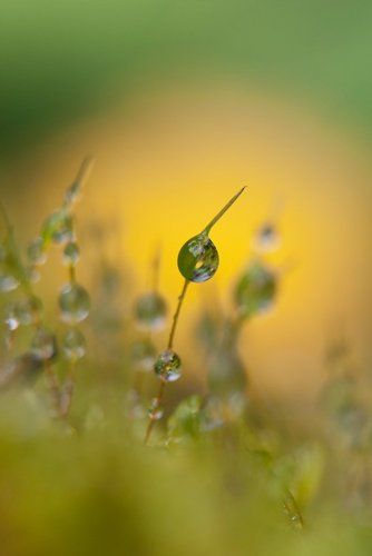 moss and water drop