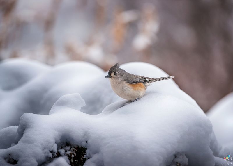 Tufted titmouse in snowphoto preview
