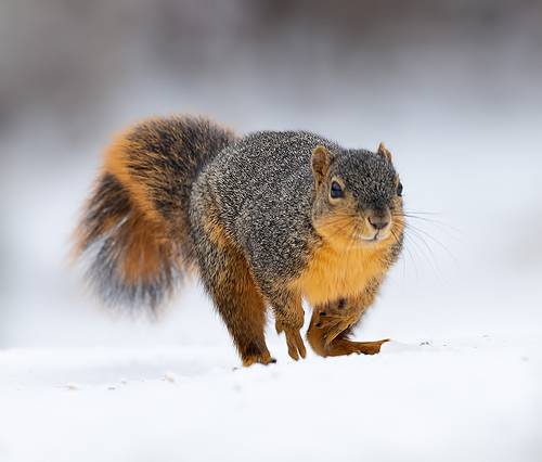 Fox Squirrel in Snow -  Лисья Белка.