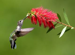 С Весной! Колибри -Ruby-throated Hummingbird