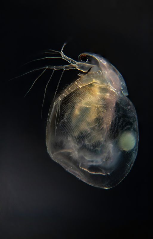 water flea  Simocephalusphoto preview