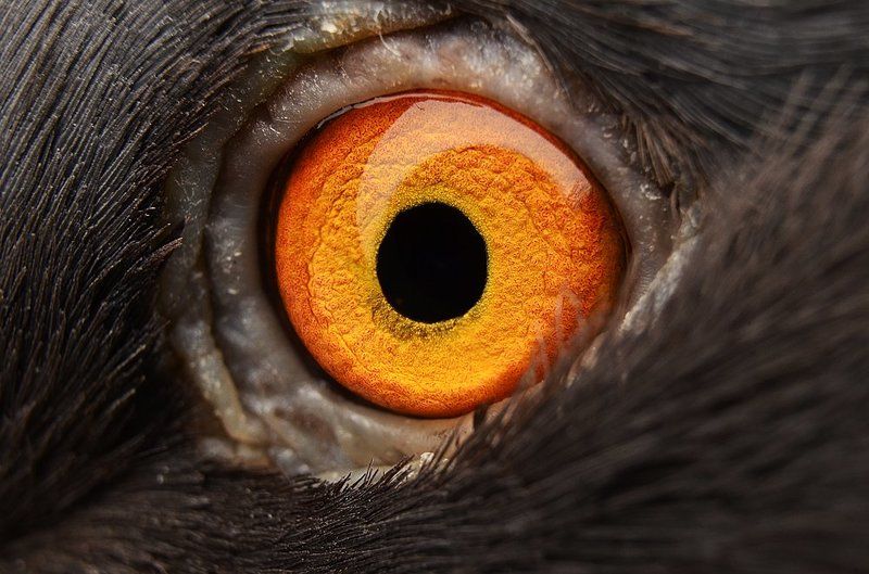 глаз, глаза, голубь, макро, оранжевый Dragon Eyephoto preview