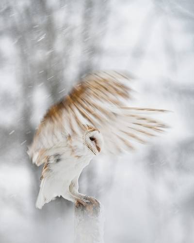Barn owl in snowfall