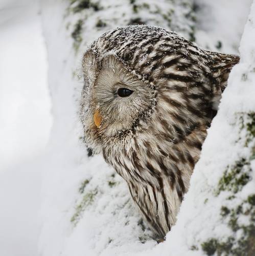 Owl in winter time