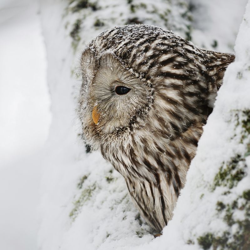 owl, winter, snow, tree Owl in winter timephoto preview