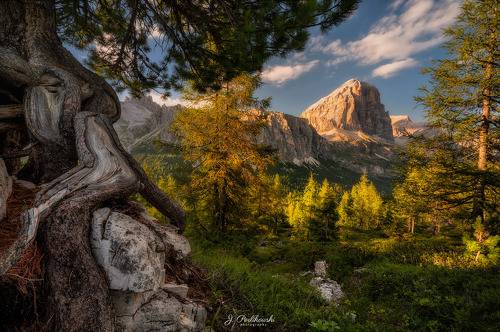 Forest in Dolomites