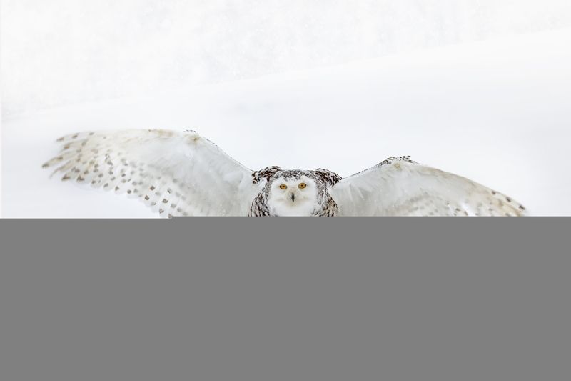 snowy owl, snow, winter, white Snowy owlphoto preview