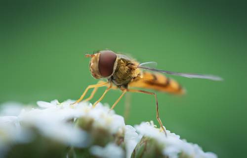 Журчалка - цветочная муха (лат. Syrphidae), лихо маскирующаяся под осу.