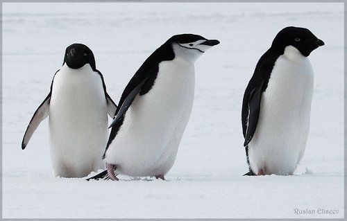 Пингвиники)))