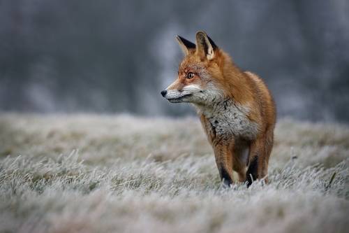 Frosty morning with redfox