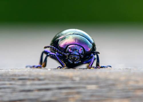 Blue mint beetle (Chrysolina coerulans)