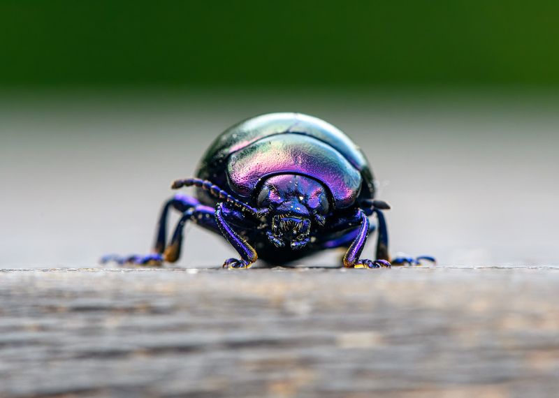Blue mint beetle (Chrysolina coerulans)