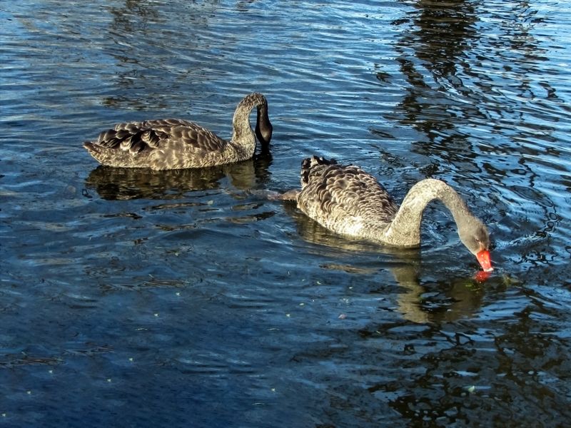 BLACK swans in the blue pond water - a bird, animals in the wild