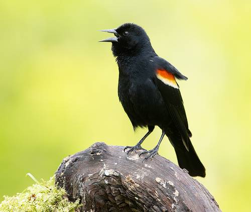 Красноплечий чёрный трупиал - Red-winged Blackbird