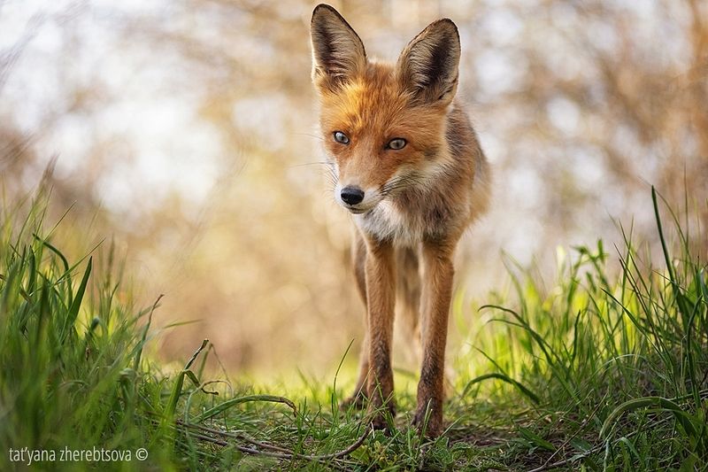 fox, my-mriya, mymriya, wildlife, Ляська на посту.photo preview