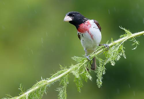 Красногрудый дубоносовый кардинал - Rose-breasted Grosbeak