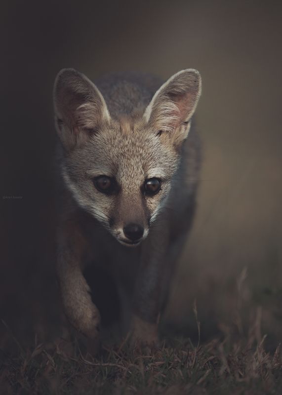 Indian fox pup