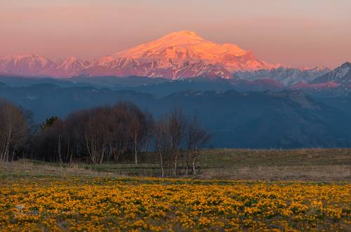 Цветение альпийских лугов на Кавказе