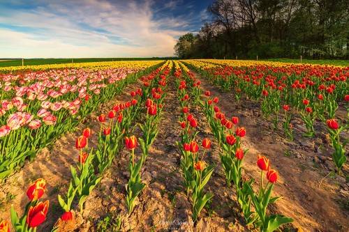 Tulips in Poland.