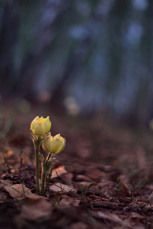 природа, лес, весна, цветы, сон-трава, подснежник Весенняя акварельphoto preview