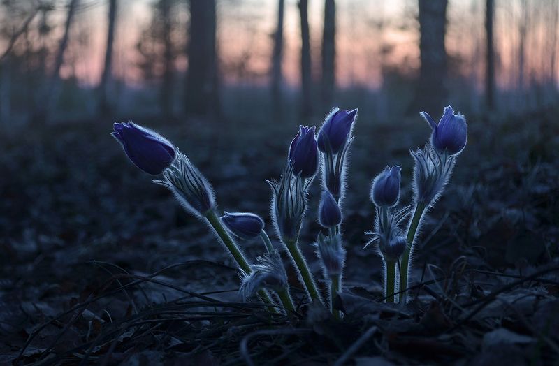 сон-трава, сумерки,  весна, лес В холодной тишинеphoto preview