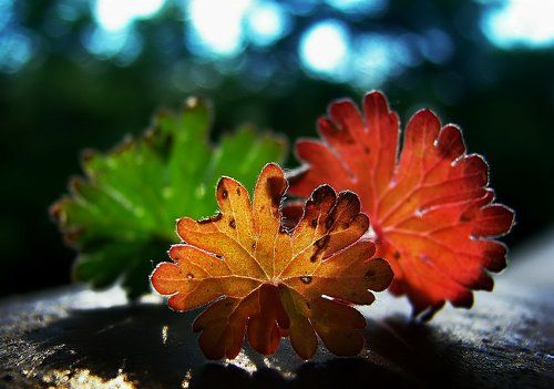 Seasons of Nature -Autumn
