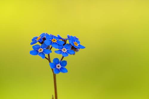 Myosotis sylvatica, the wood forget-me-not or woodland forget-me