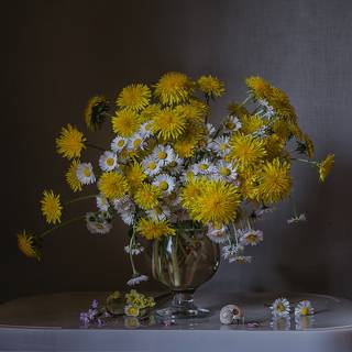 Одуванчики и маргаритки
