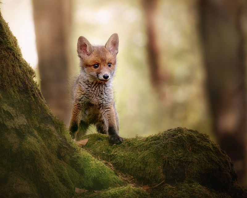 fox, red fox, fox cub, mammal, forest Fox cubphoto preview