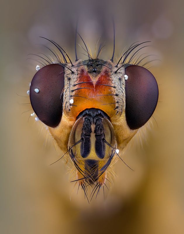 Diptera sp.photo preview
