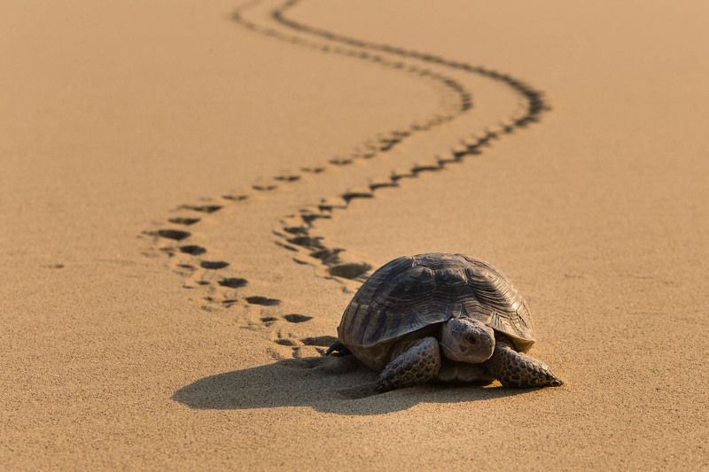 Средиземноморская черепаха на Сарыкумском бархане (Дагестан)