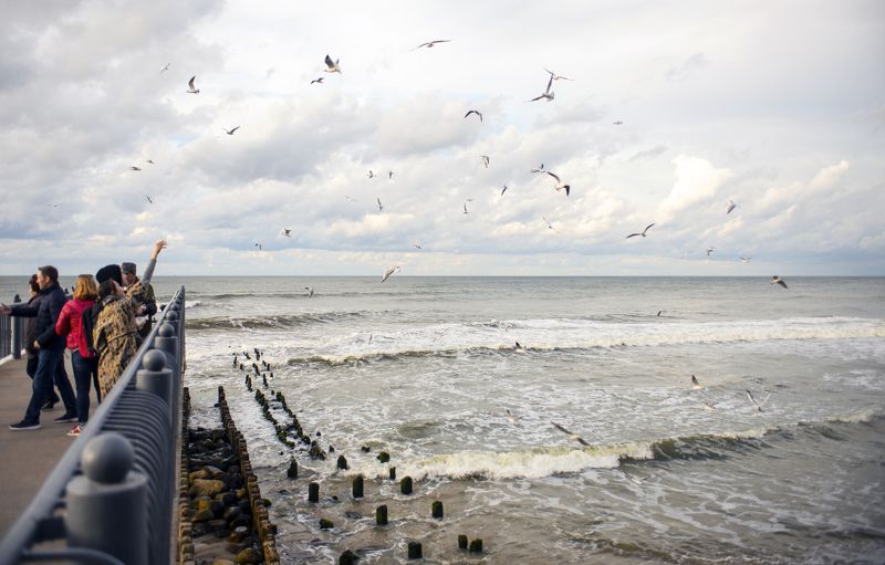 чайки балтийское море Чайки Балтийского моря.photo preview