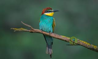 Wildlife