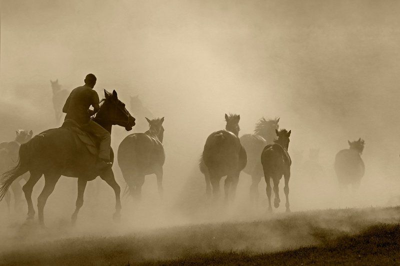 кони,лошади,табун,пыль табунщикphoto preview