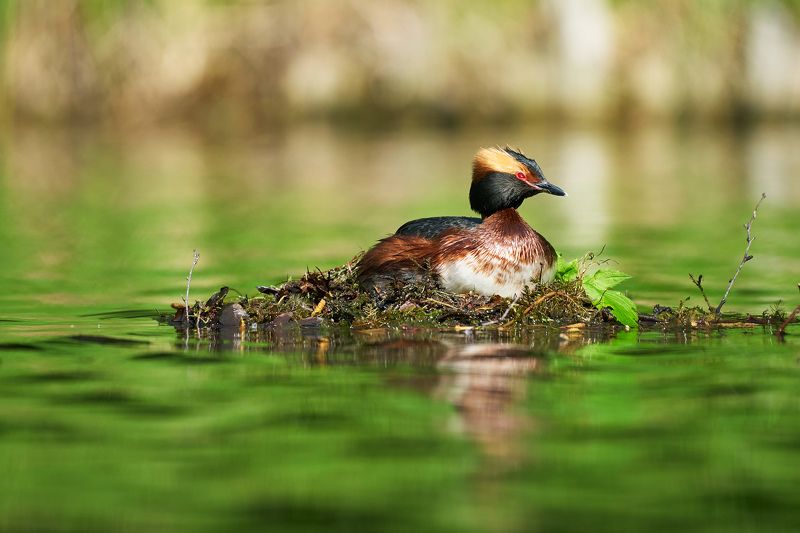 птицы, поганка, красношейная, вода Гнездо красношейной поганкиphoto preview